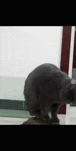 搞笑gif趣图都说猫反应快可我这只猫是什么情况
