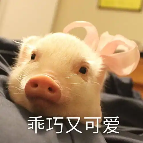 吸猪吸猫日常表情包,你们最常用哪个表情包

