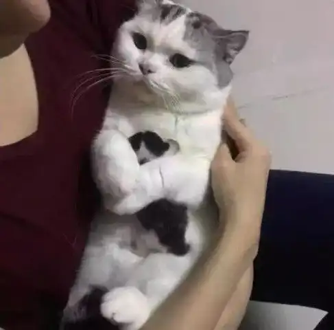 有人想高价想买走小猫,母猫抱着不松手,表情休想
