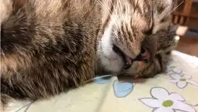 一只怂猫看到假玩具狗的表情特写