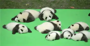 成都23只大熊猫幼仔集体亮相上演熊猫瘫图

