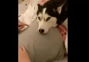 二哈躺在怀孕女主人的肚子上,结果被宝宝踹了一脚,表情有趣了
