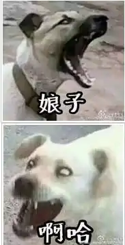 主人,你是要先吃饭先洗澡还是要先溜我

