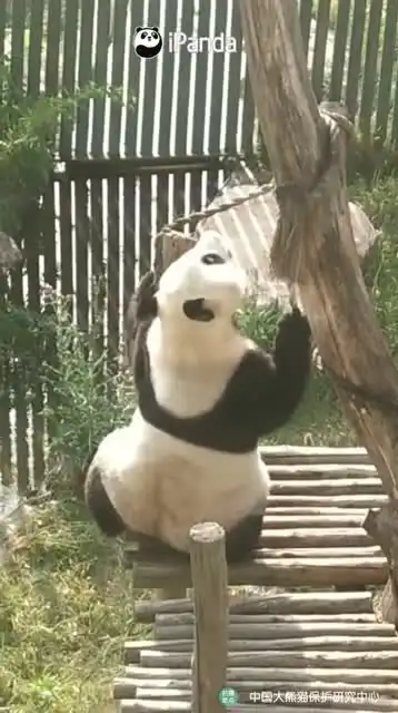 大熊猫有专属苹果逗猫棒搞笑动图只用一个苹果,熊猫宝宝成功解救
