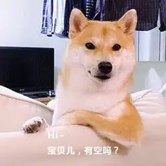 说表情包不够用啦柴犬本汪来安排
