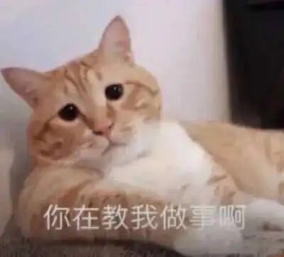 过了个星期天,公司的猫猫更加缠人了怎么办