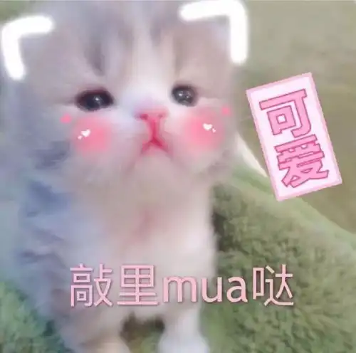 养猫不仅改变了我,还顺便改变了我的朋友
