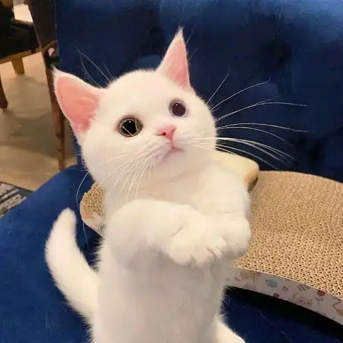 网红猫咪小奶猫蛋崽表情包三
