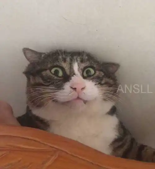 这只胖乎乎的虎斑猫,天生就是一个可爱的表情包

