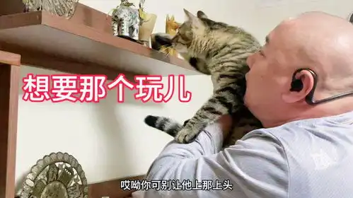 电视墙是小猫咪特别想上的地方,猫爸哄孙子一样举着小猫咪挨帮看
