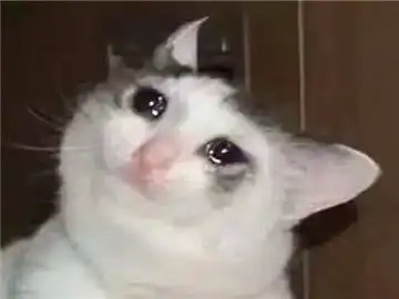 表情包我只是一个可怜又爱哭的橘猫啊你爱我的对不对
