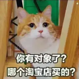 那些抛弃猫咪的借口,你做好对它负责的准备了么
