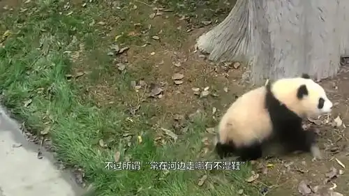 真的心疼国宝熊猫,下树都迷路结果掉下来,疼不疼看表情就知道
