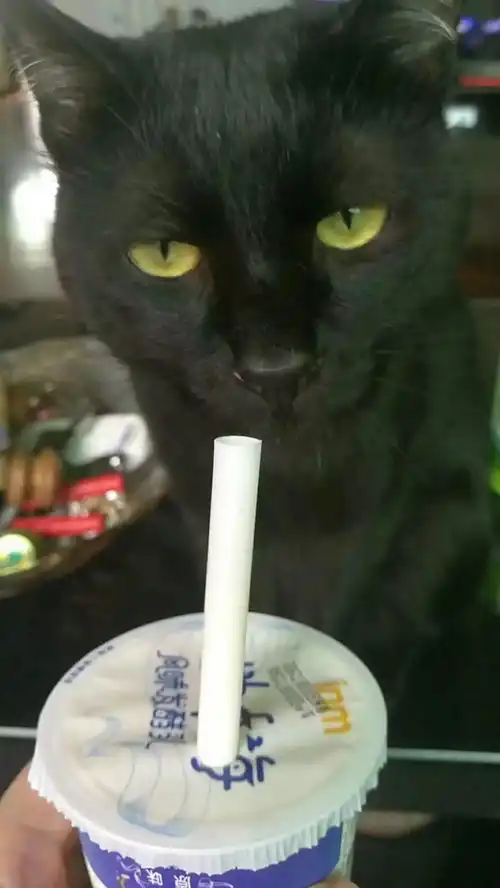 网友把酸奶举到了猫咪面前,猫咪的表情亮了...
