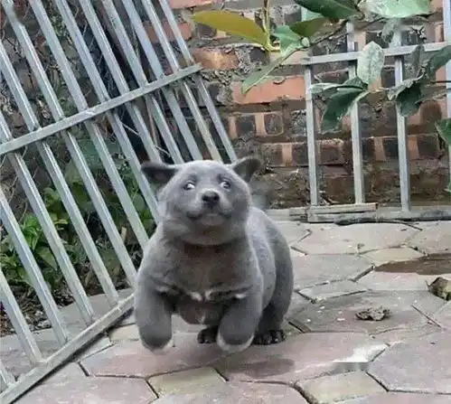 魔性新物种,数万网友猜测到底是猫还是狗
