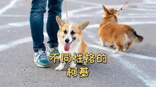 柯基性格类型分析,你家狗是哪种
