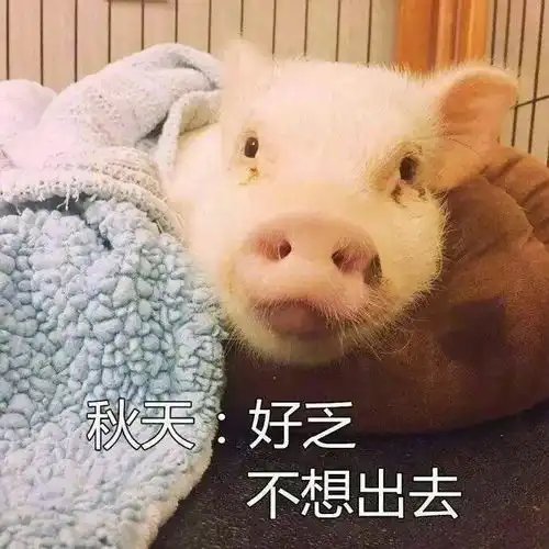 为什么每天都不想出门这简直是猪年第一拨人间真实啊

