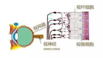 灰绿还是粉白这只鞋子到底是啥颜色你距离答案可能差一个基因

