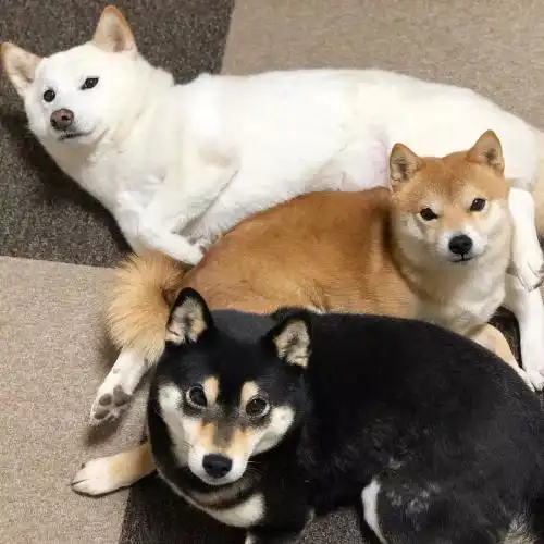 最戏精的狗狗之一柴犬,让人迷恋的绝不止微笑和表情包
