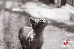 tnr计划成都流浪猫绝育计划申领须知

