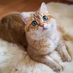 胖橘猫钻箱子失败大肥脸上的表情超厌世

