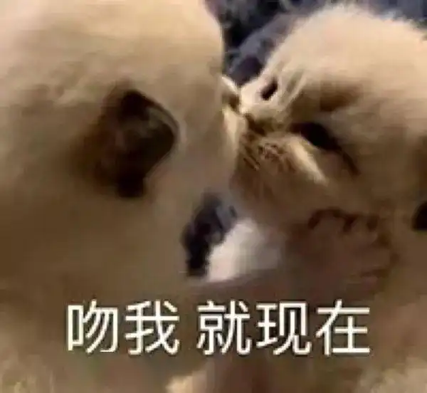 18张仅你可见的猫咪朋友圈,笑到尿裤子
