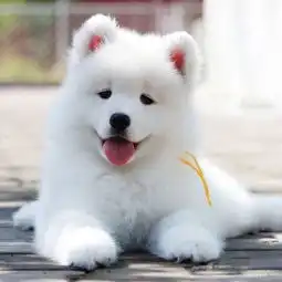 澳版熊版微笑天使萨摩耶幼犬大骨量毛量乖巧健康北海猫狗交易北海365
