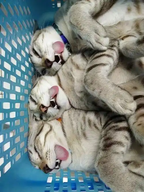 猫咪绝育后,为什么会睁着眼睛,还吐舌头
