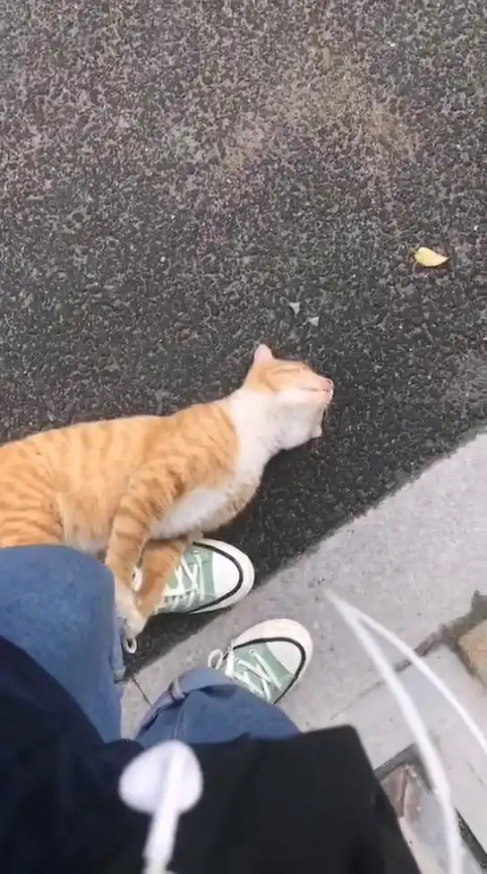 萌宠乐翻天抱大腿原来猫猫也这么可爱这么搞笑吗
