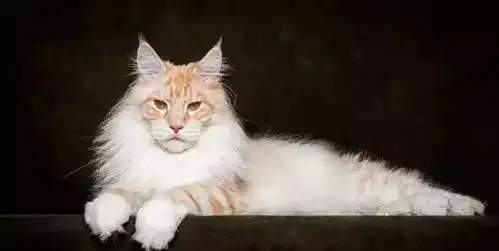 每日一猫缅因猫
