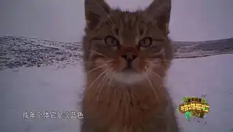 高原猫科动物用实力活成了行走的表情包
