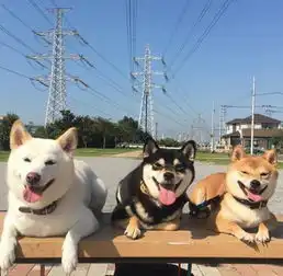 日本夫妇养了三只柴犬,个个都是表情包
