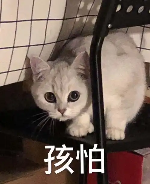 给鹅们看看我家猫咪表情包本包吧哈哈哈更新多图啦

