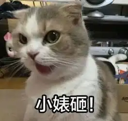 感动表情包猫咪