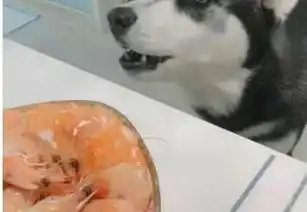 二哈望着龙虾目不转睛,主人不想给它吃,二哈的表情绝了哈哈
