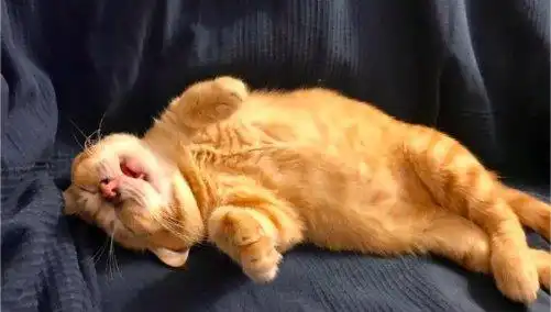 喜欢卖萌的可爱猫咪,颜值担当就是这么给力
