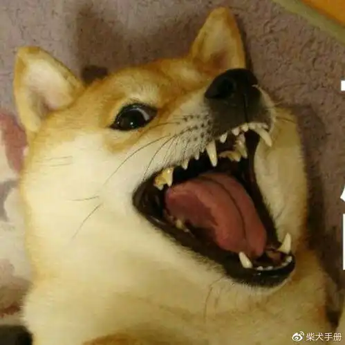 教你区分柴犬和串串,买到纯种柴犬并不难哦
