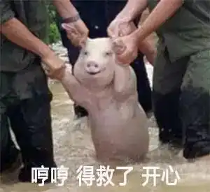 朋友圈配图猪你救我就是为了做表情包
