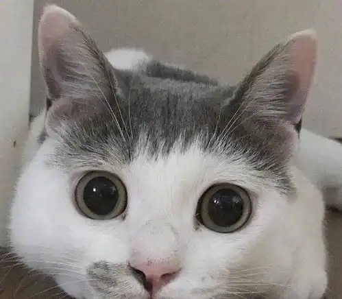 蓝猫等待宠主回家,却发现没有小鱼干,脸上表情360度的大转变
