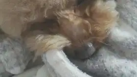 搞笑傻狗表情包哈哈哈哈
