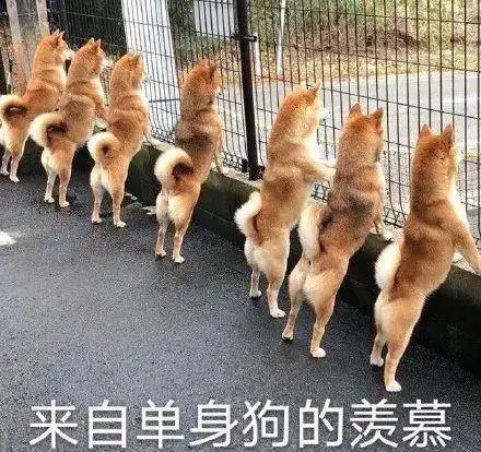 熊出没只是及格,但同行疯狂衬托
