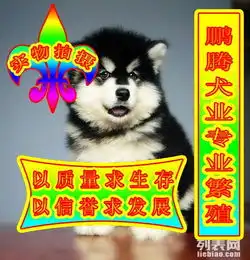 图阿拉斯加犬健康高品质完美售后质保三年北京宠物狗
