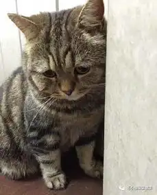 猫咪做错事情被念还一副不屑不想看你原因竟然是

