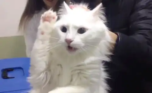 带戏精猫咪去打针是什么体验这场戏值一个奥斯卡奖
