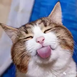 这只猫咪的表情好丰富
