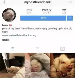 这猪不能吃,因为它有20万粉丝