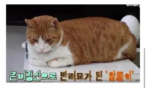 被猫碰瓷你不过是它们眼中的老实人阿姨
