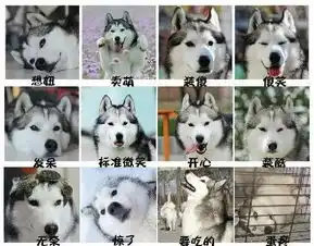 养柴犬和哈士奇的区别,10000人次都在围观
