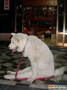 令你捧腹的动物照片大全

