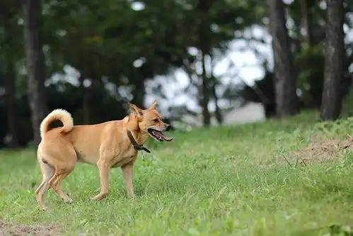 中华田园犬,地铁里的流浪歌手,一包狗粮是它最好的礼物
